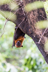 Flying foxes hanging on trees.
