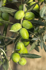 Zeytin Ağacı © Esin Deniz
