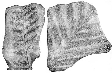 Palm fossil ferns, vintage engraving. © Morphart