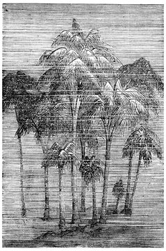 Lessonia fuscescens (Algae), vintage engraving.
