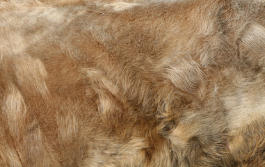 young caw fur
