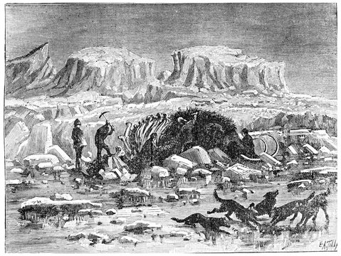 Mammoth Found In The Ice Of Siberia, With Its Meat And Skin, Vin