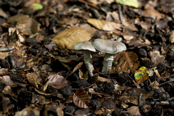wild mushrooms growing on the autumn fallen leaves