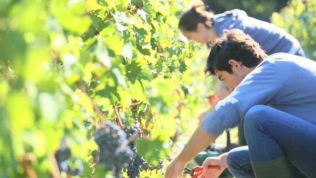 Workers picking grape during harvest season