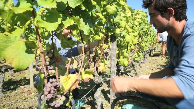 Young people picking grape during harvest season
