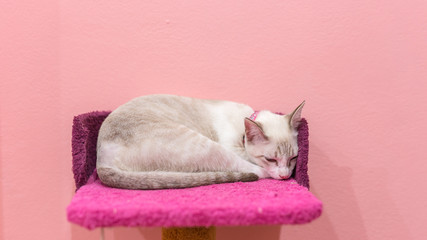 Fototapeta premium A beautiful cat lie down on a bed.