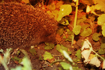 European hedgehog in autumn forest © ribalka yuli