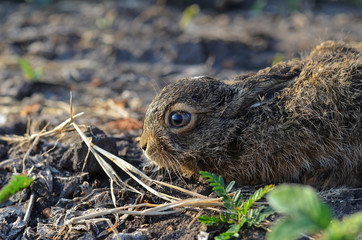 Portrait of a gray little bunny with a frightened look. Photo cl