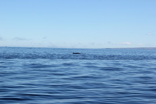 Ein Zwergwal präsentiert beim Whale Watching auf Island seine Finne