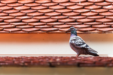 Pigeon walking on the roof