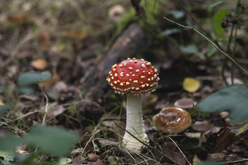 wild amanita muscaria mushroom in the forest soil