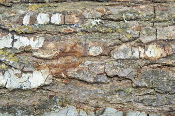 Bark of tree background and texture