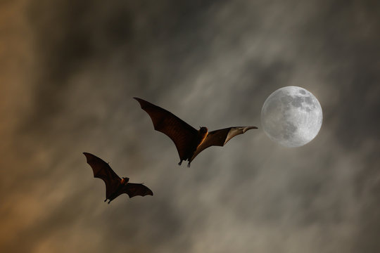 Bat silhouettes with super moon - Halloween festival