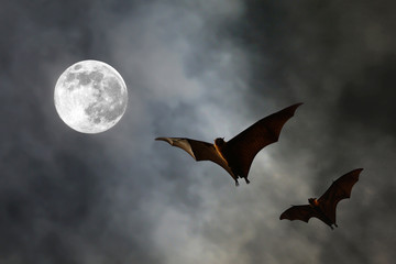 Bat silhouettes with super moon - Halloween festival