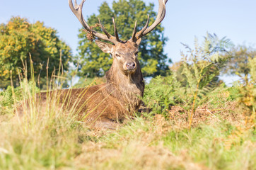 A deer relaxes lying on the grass in Richmond Park, London - Animal concept