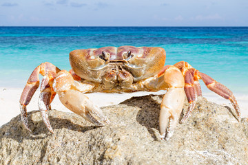 Crab on Tachai island, Phangnga Province, Thailand
