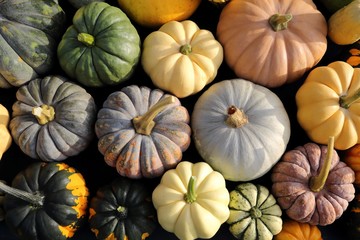 Squash and pumpkins.
