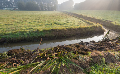 Plant residues on the bank of the ditch