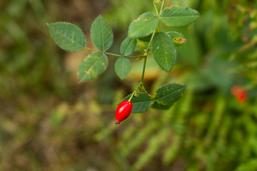 red wild rose hips