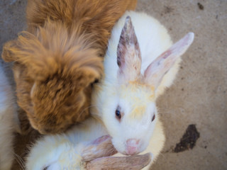 Group of sweet bunny rabbits family