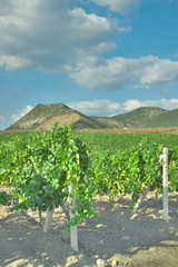 Vineyard landscape