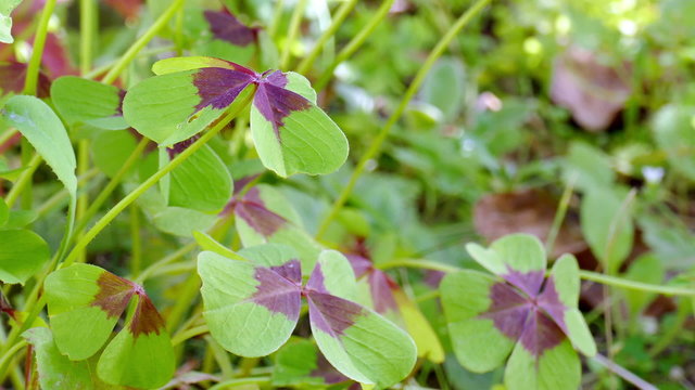 clover with four leaves
