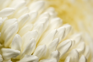 Chrysanthemum abstract background