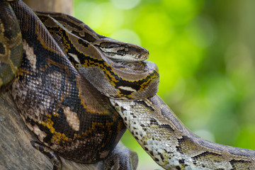 Python