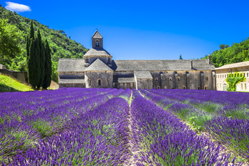 Provence - abbey of Senanque with blooming lavander.France - obrazy, fototapety, plakaty