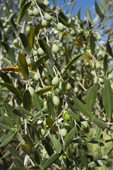 Tuscany olive tree
