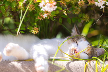 居眠りするのらねこ