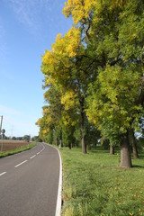 Allee Stra&szlig;e und B&auml;ume im Herbst Altweibersommer