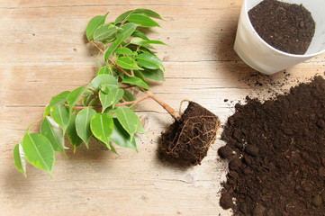 Home gardening green plant 