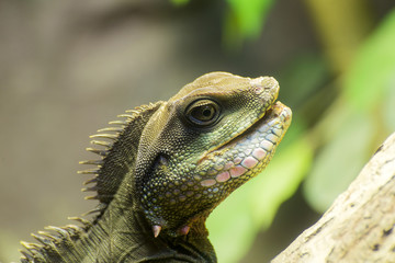 Closeup of lizard