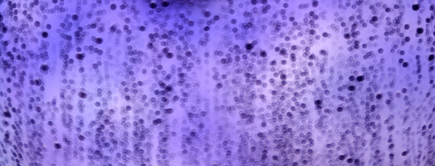 Rain water drops. Blur background in purple tones