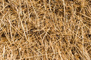 Dry straw macro shot