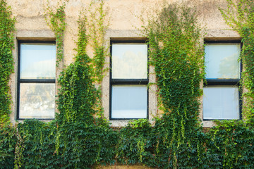 Windows and rustiy old wall with ivy