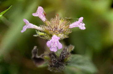 Clinopodium vulgare