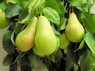 reife Birnen am Baum