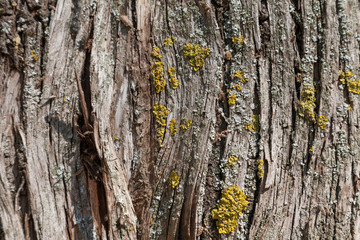 Wooden texture close up photo , nice background or texture