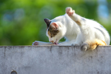 肉球をケアするのらねこ