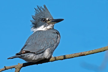 Belted Kingfisher on Branch