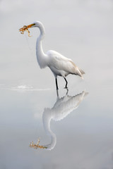 Great White egret eating frog