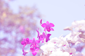 Orchid flowers in soft blur bokeh for background.