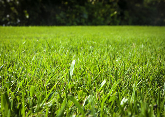 close up background of beautiful green grass pattern from golf