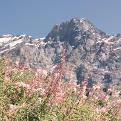 Swiss Apls with wild pink flowers