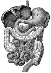 Digestive tract of humans, vintage engraving.