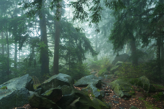 Fototapeta fog in forest