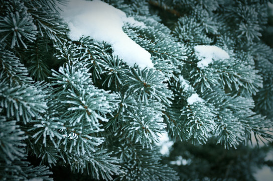 Fototapeta Winter frost on spruce tree