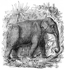 Fototapeta premium Elephant in India, vintage engraving.